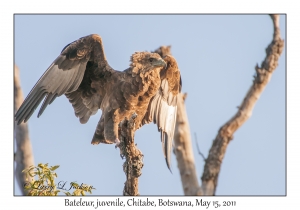 Bateleur