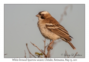 White-browed Sparrow-weaver