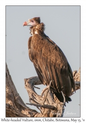 White-headed Vulture