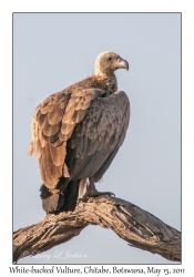 White-backed Vulture