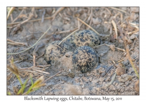 Blacksmith Lapwing eggs