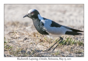 Blacksmith Lapwing