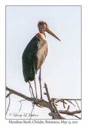 Marabou Stork