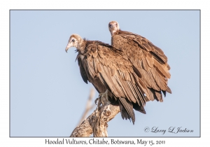 Hooded Vultures