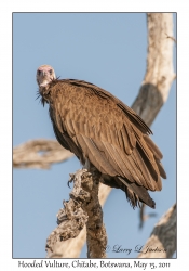 Hooded Vulture