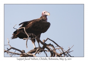 Lappet-faced Vulture