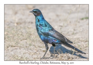 Burchell's Starling