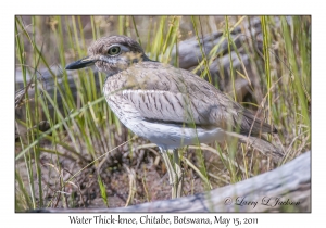 Water Thick-knee