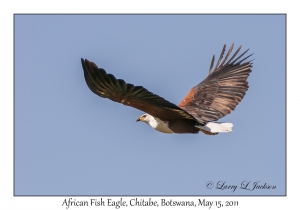 African Fish Eagle