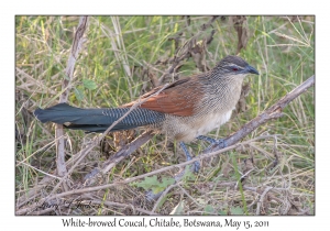 White-browed Coucal