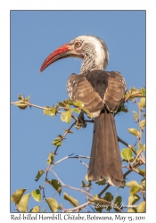 Red-billed Hornbill