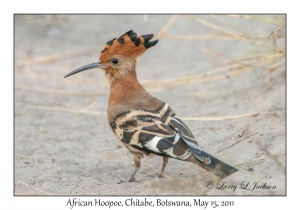 African Hoopoe