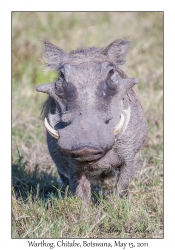 Warthog