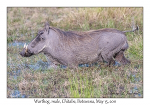 Warthog