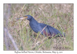 Rufous-bellied Heron