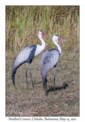 Wattled Cranes