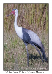 Wattled Crane