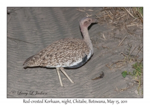 Red-crested Korhaan