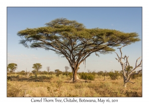 Camel Thorn Tree