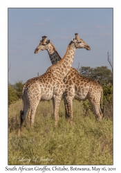 South African Giraffes