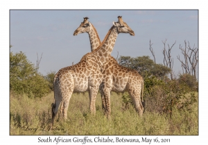 South African Giraffes