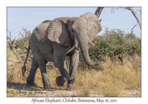 African Elephant