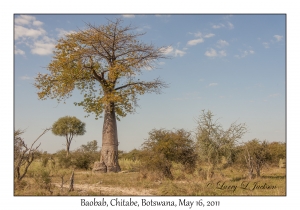 Baobab