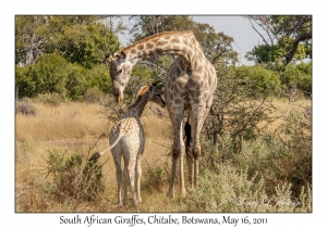 South African Giraffes
