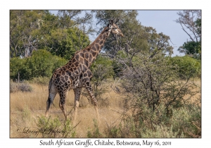 South African Giraffe