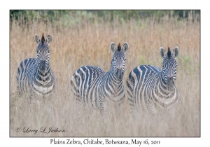 Plains Zebra