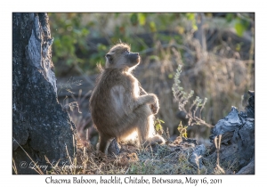 Chacma Baboon