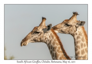 South African Giraffes