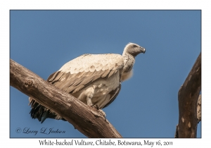 White-backed Vulture