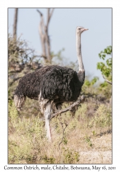 Common Ostrich