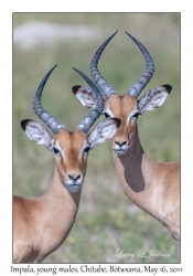 Impala