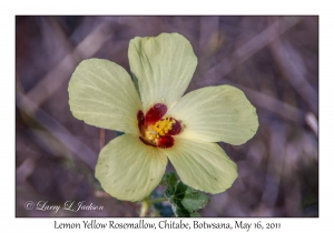 Lemon Yellow Rosemallow