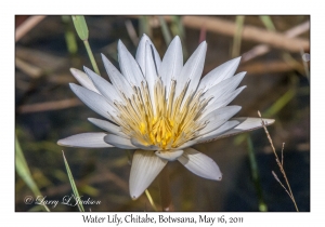 Water Lily