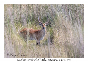 Southern Reedbuck