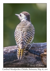 Cardinal Woodpecker