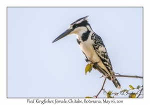 Pied Kingfisher