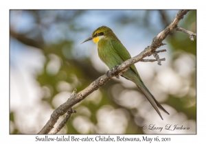 Swallow-tailed Bee-eater