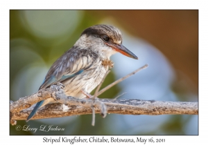 Striped Kingfisher