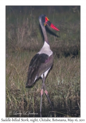 Saddle-billed Stork