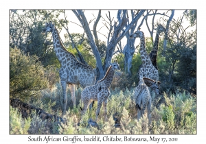 South African Giraffes