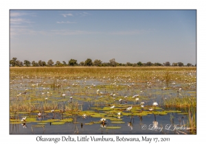 Okavango Delta