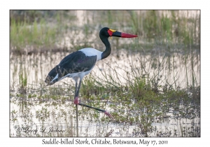 Saddle-billed Stork