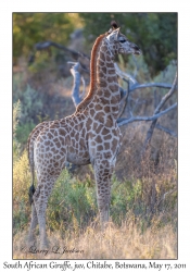 South African Giraffe