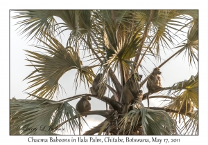 Chacma Baboons in Ilala Palm