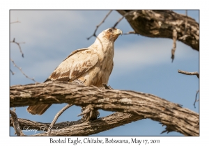 Booted Eagle