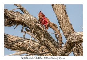 Impala skull